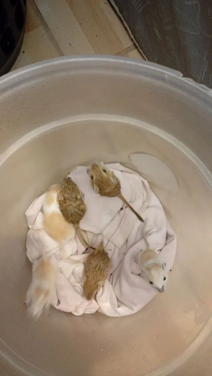 Vendo filhotes de gerbius esquilos da mongolia65580461043330121