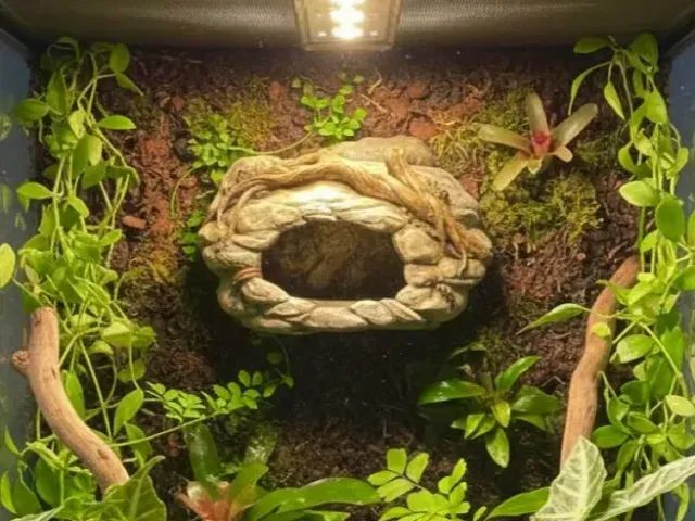 Toca para gecko 