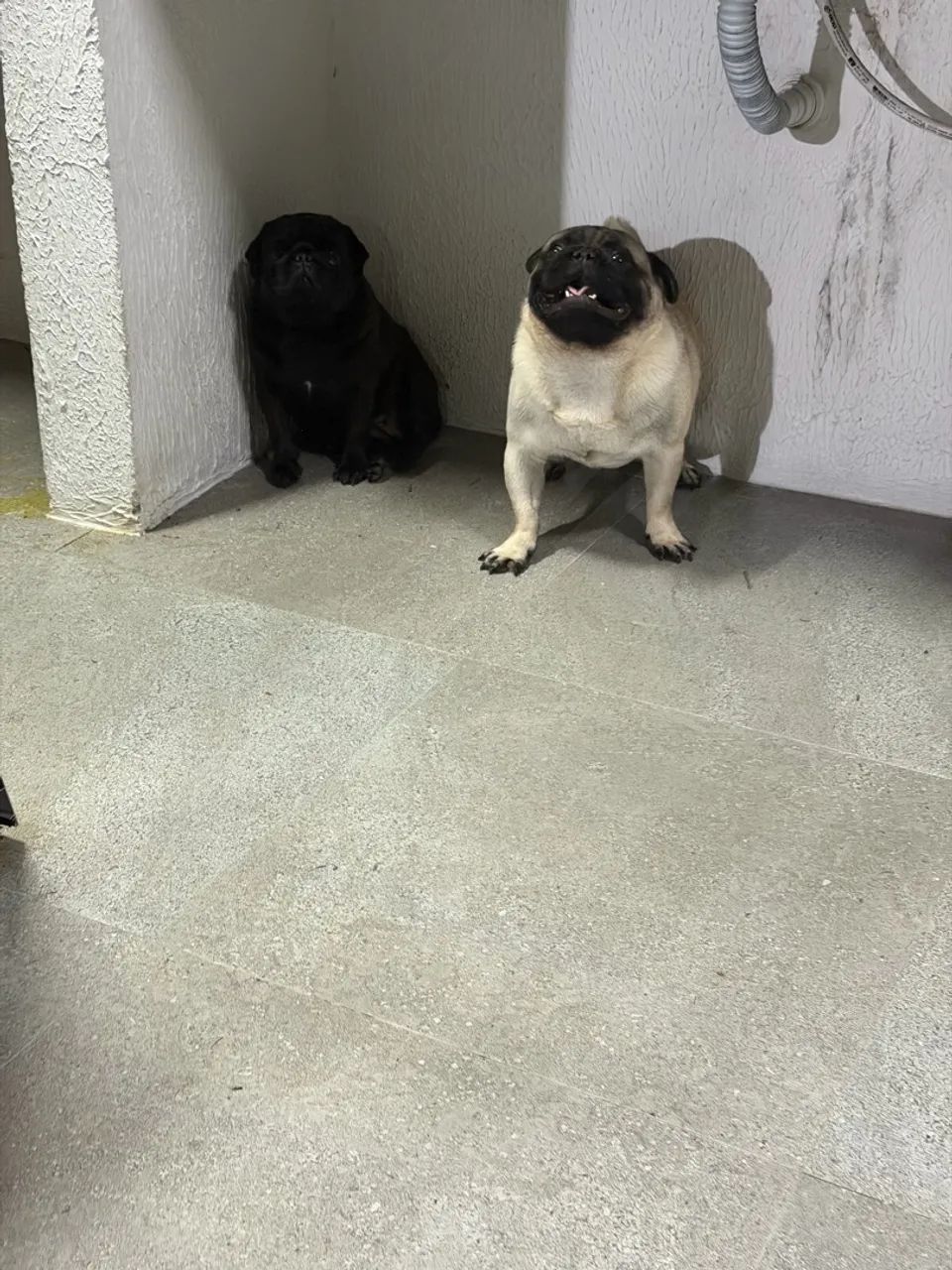 Cachorro  - Foto 5