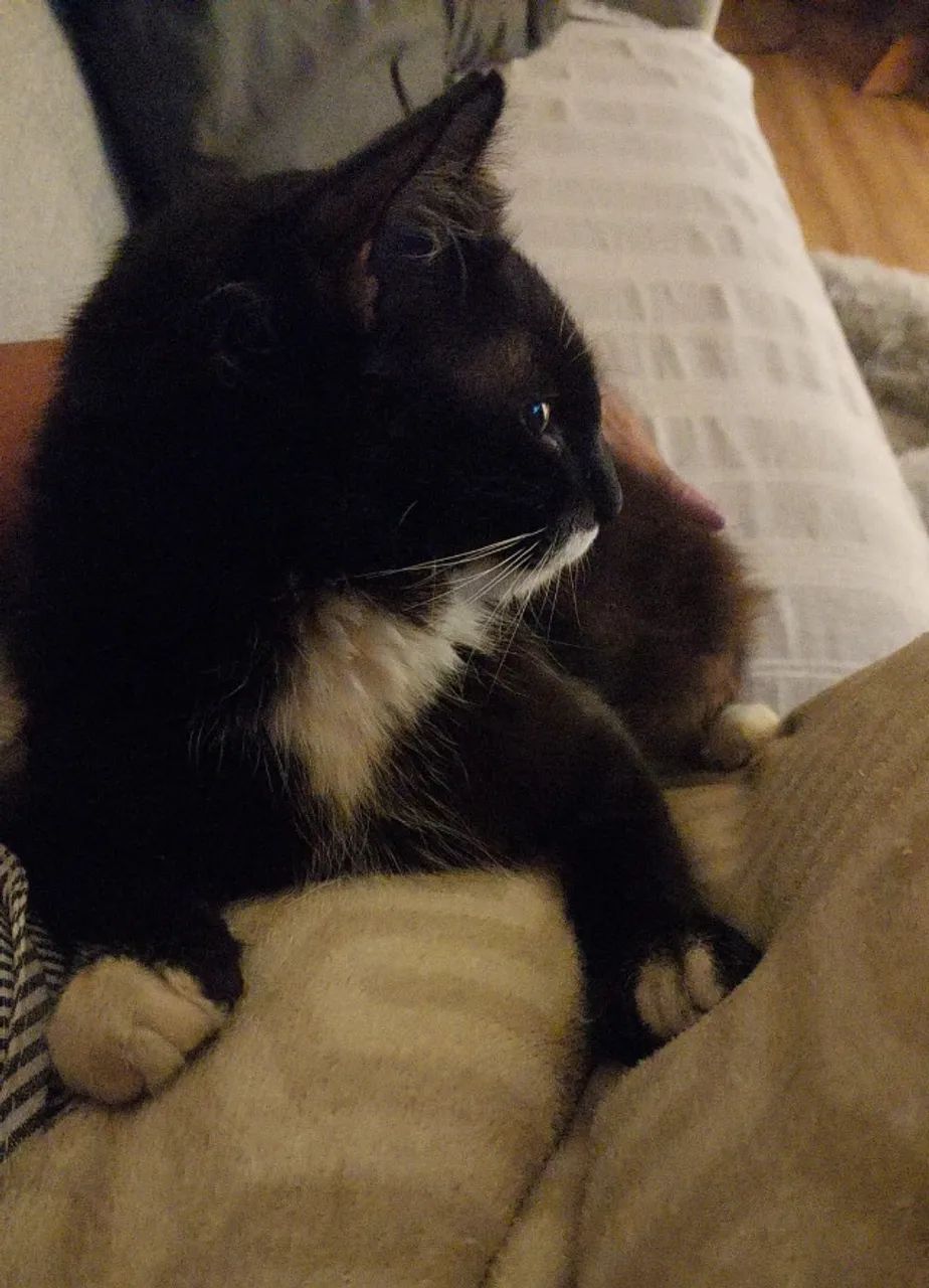Doação de Gatinho Macho - Carinhoso + Kit Completo