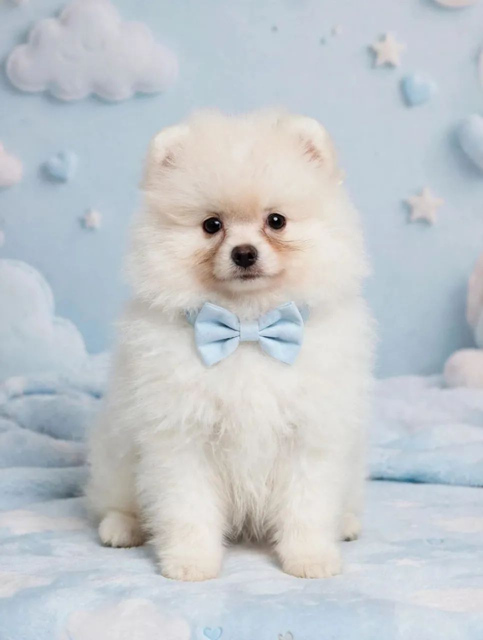 Spitz alemão anão macho 