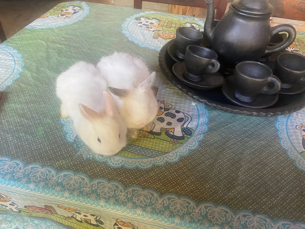 Coelhos