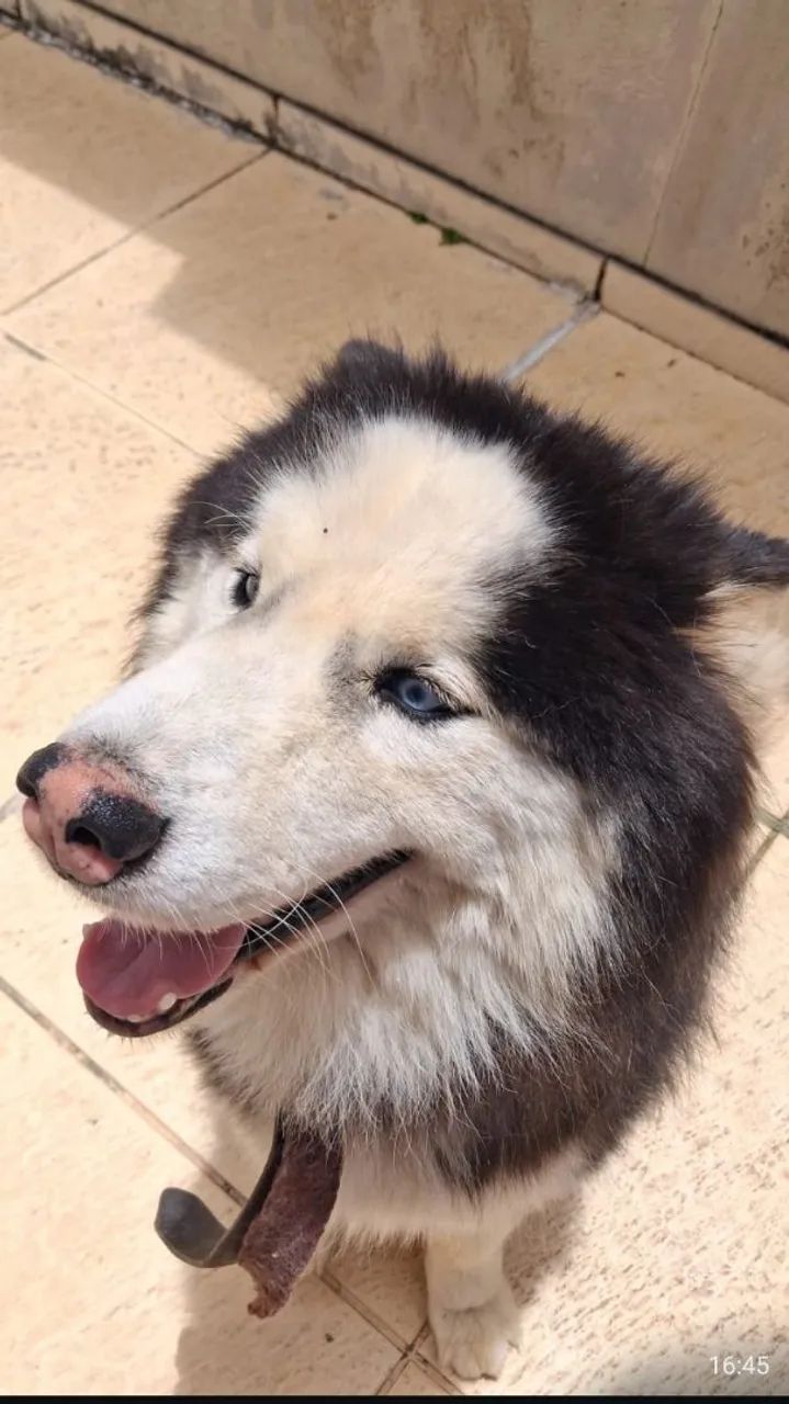 Husky Siberiano  - Foto 2