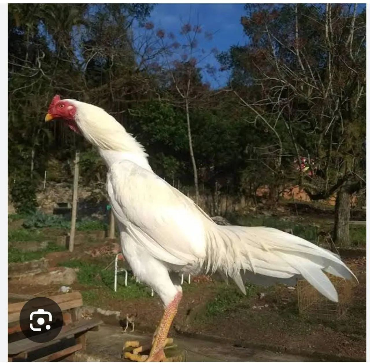 Procuro galo indío branco parecido com o da foto abaixo- todo branco 