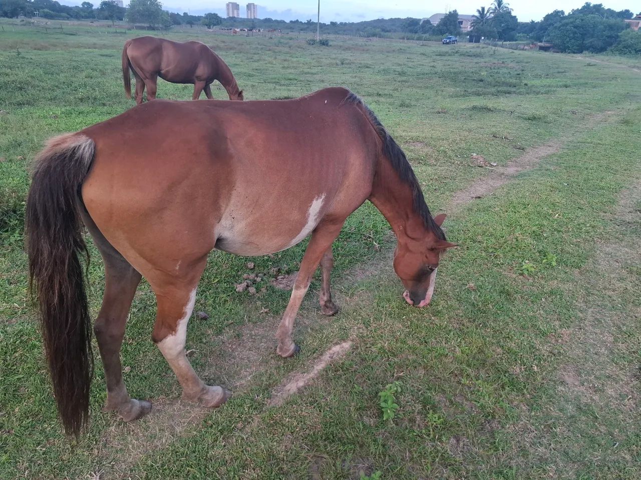 Vendo egua barato 