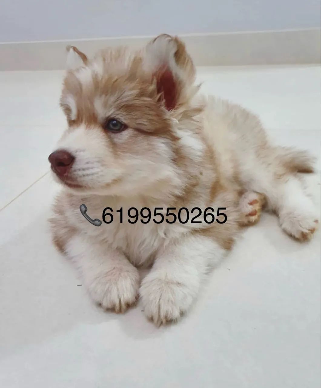 LINDOS FILHOTES DE HUSKY WOOLY