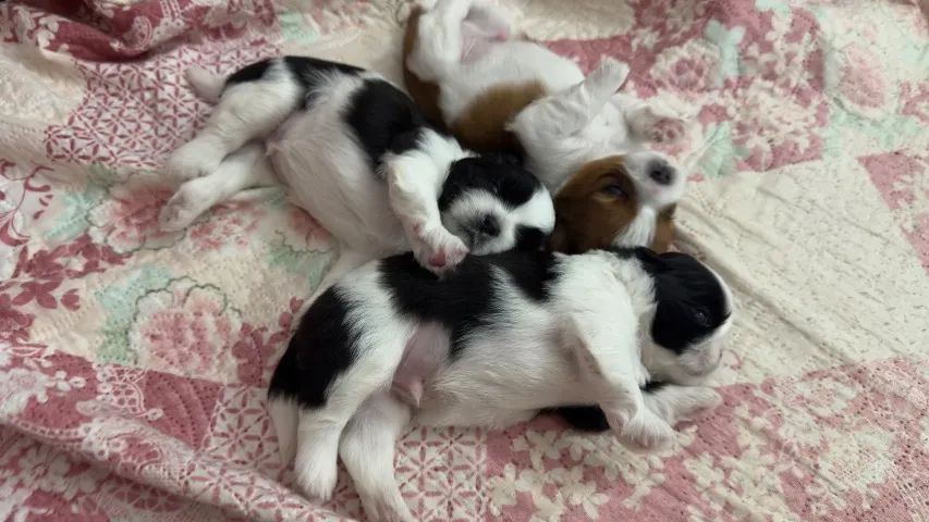 Shih Tzu - Foto 4