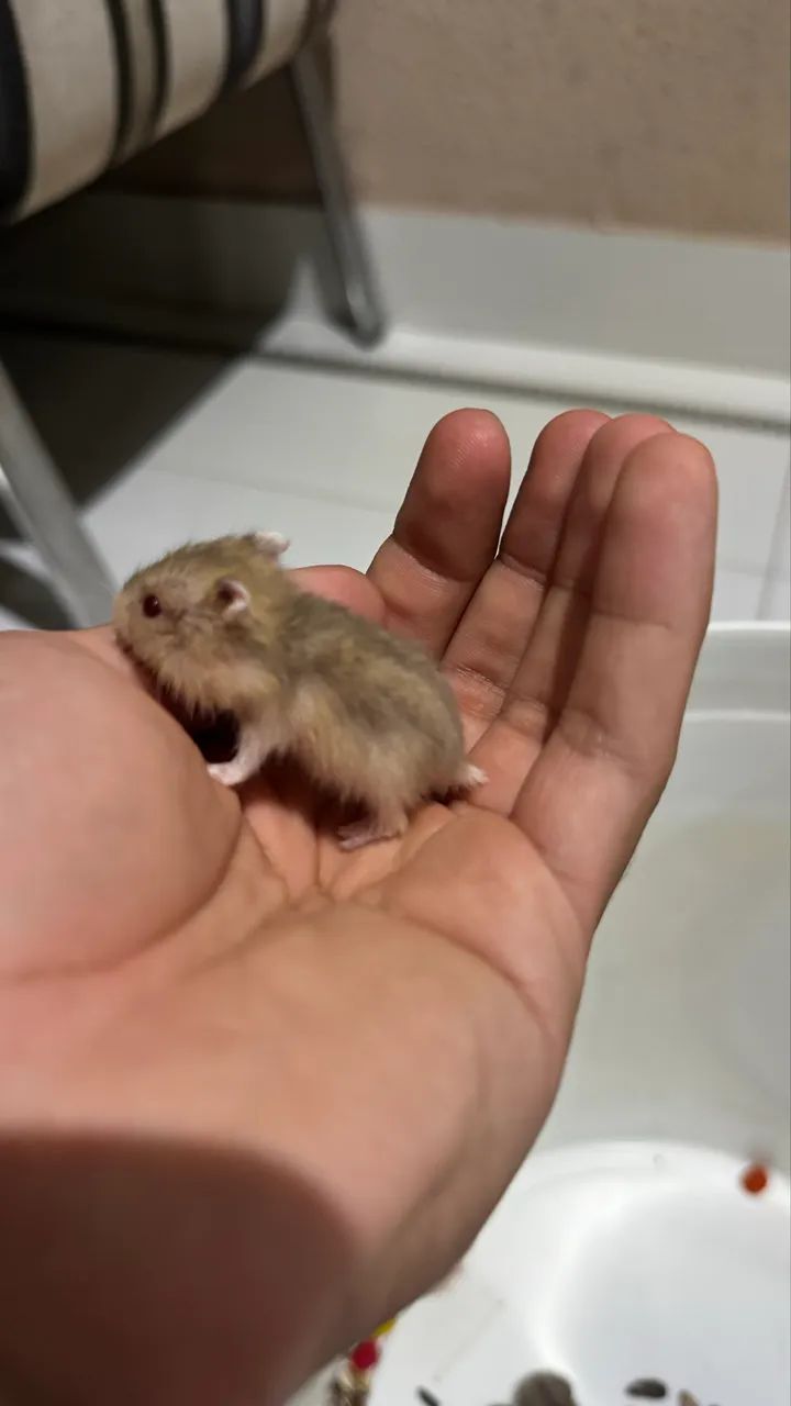 Hamsters Anão Russo Branco - Foto 4