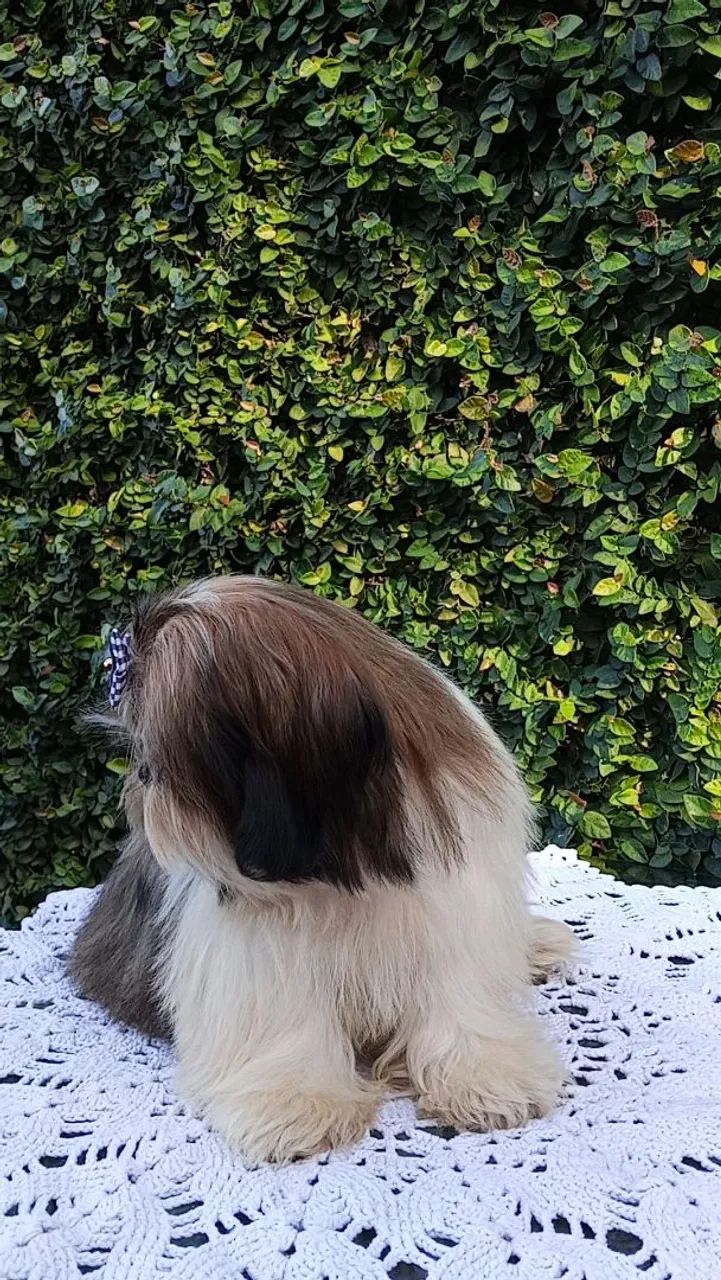 Shih tzu machinho - Foto 4