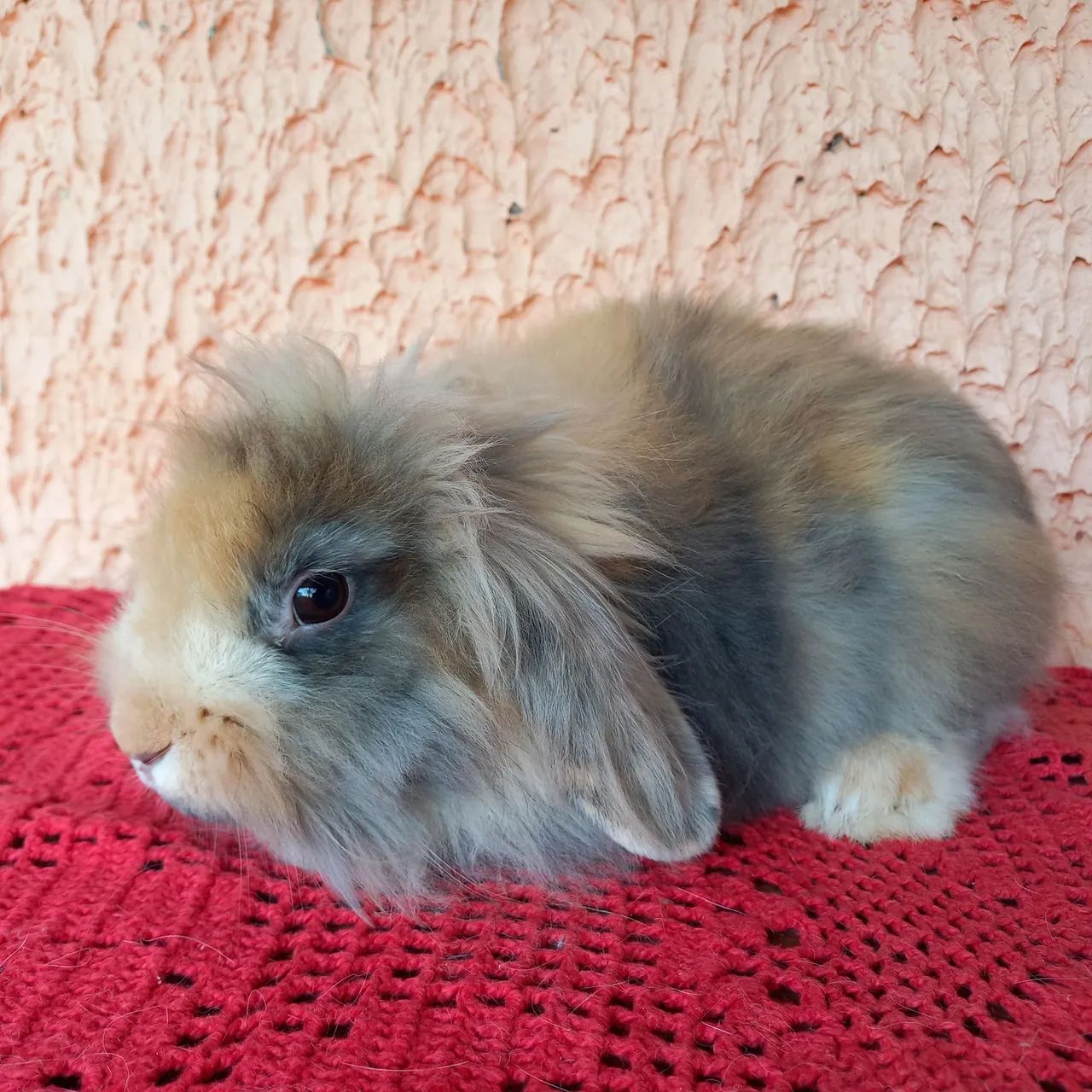 Mini Coelho  - Foto 2