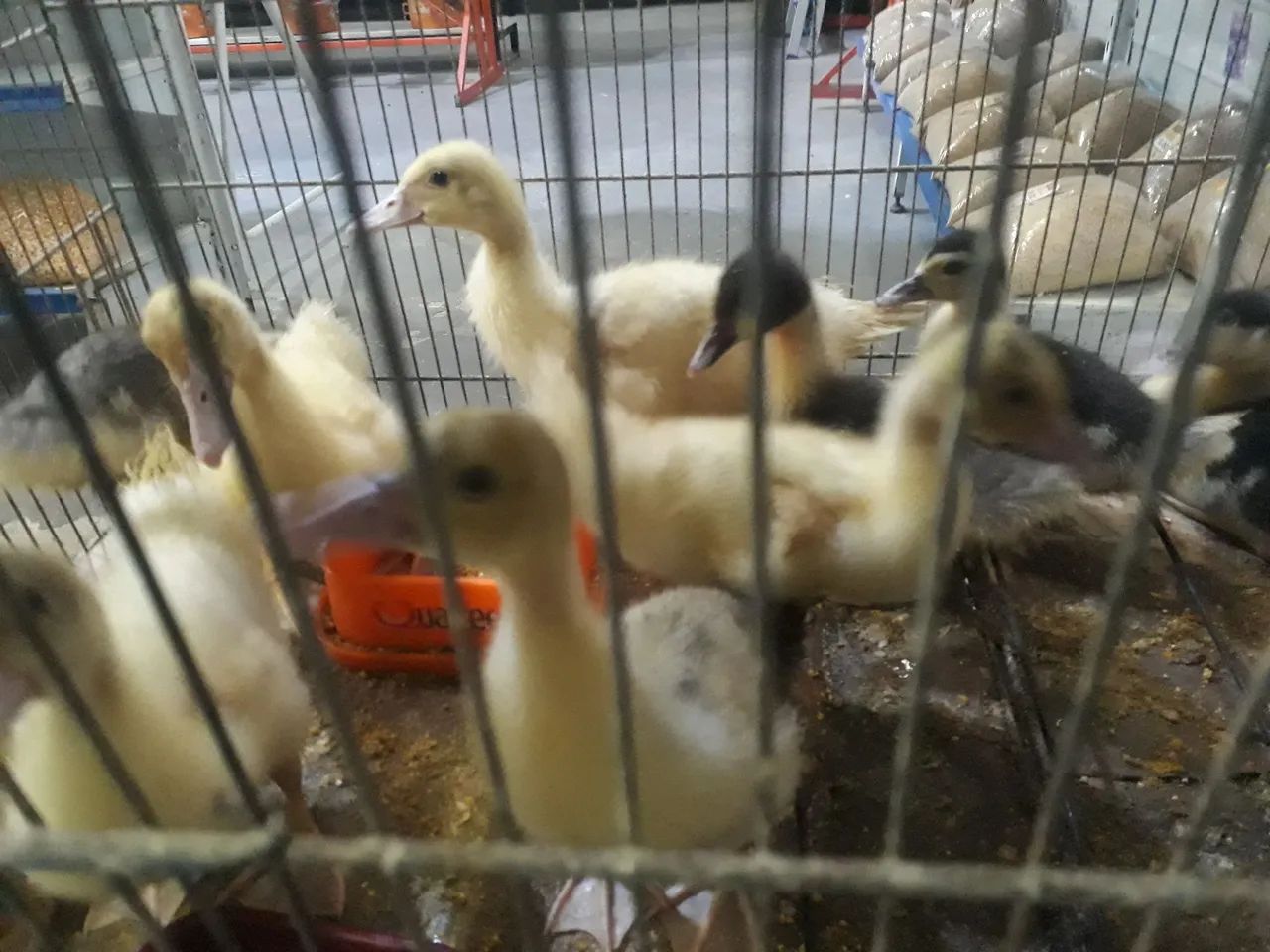 Patos gamelao  - Foto 4