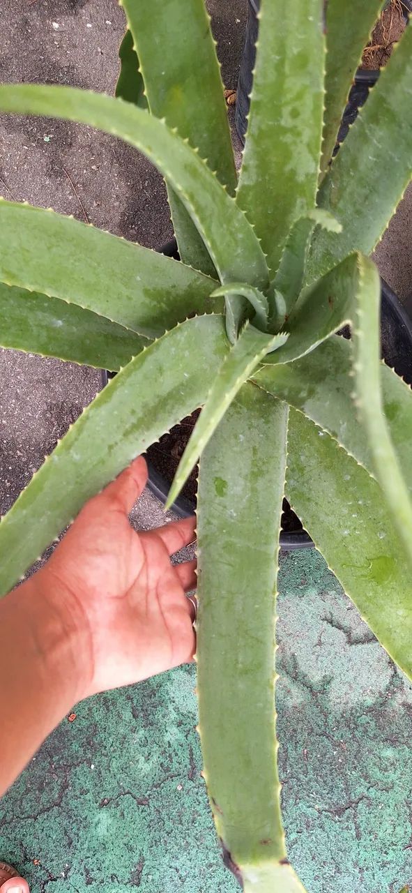 Planta babosa grande  - Foto 2