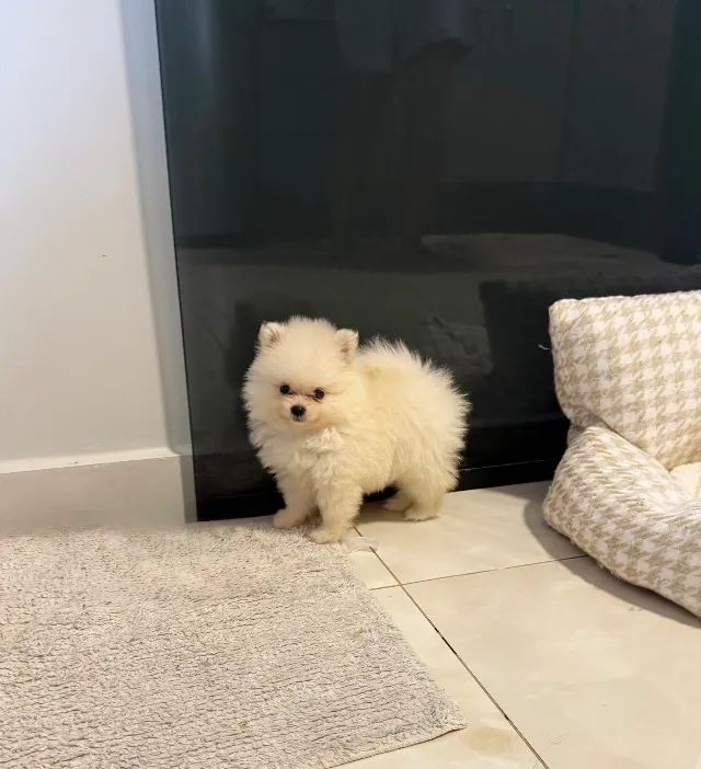 Spitz Alemão Macho/Fêmea 