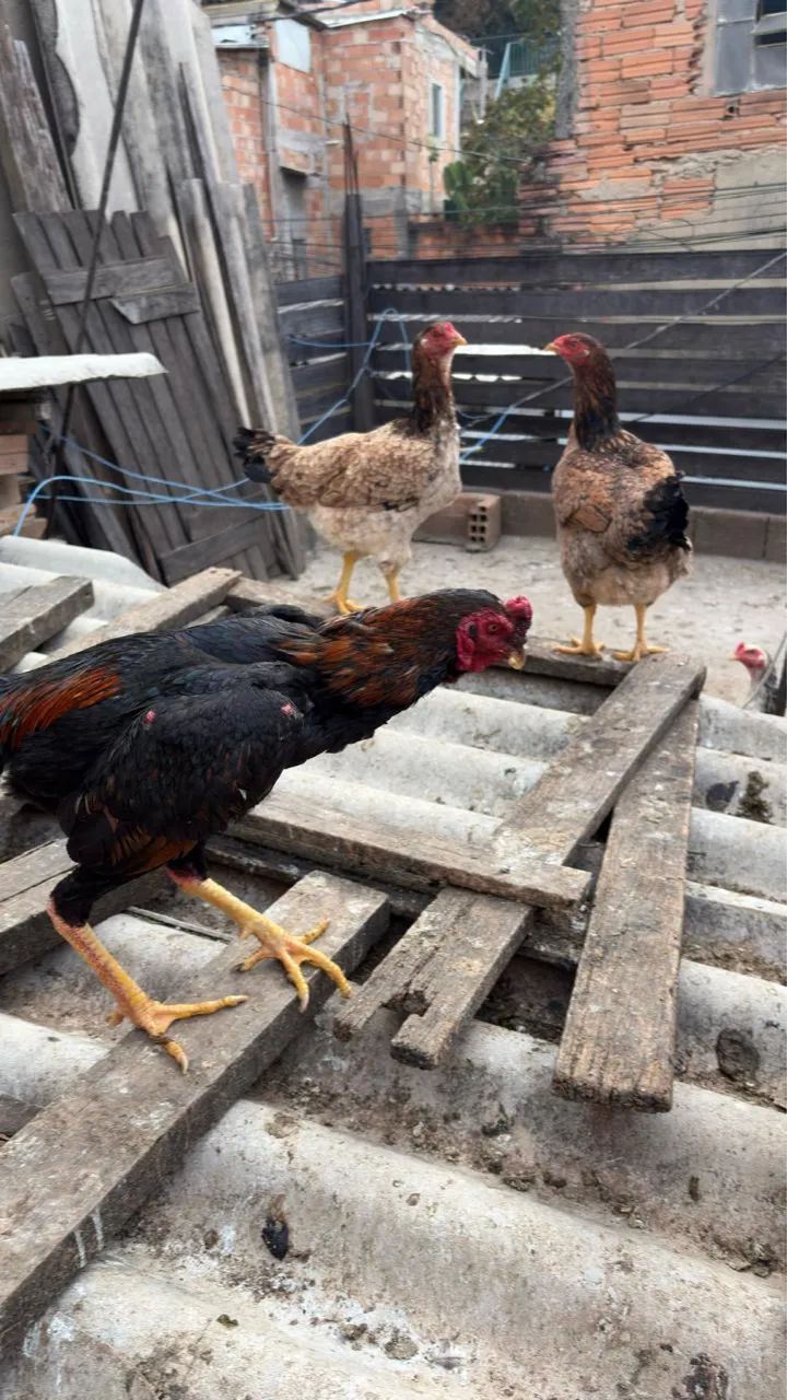 Frango índio 