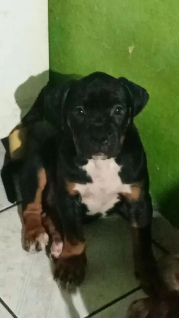 Boxer puro