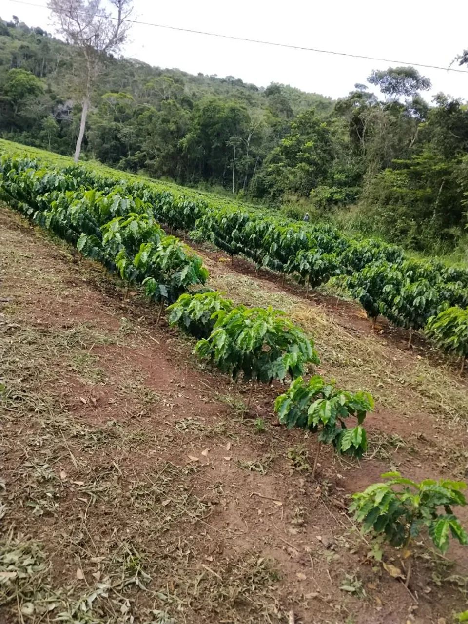 Fazenda no Bonito - Foto 3