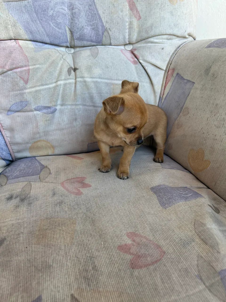 Pinscher zero aceito proposta  - Foto 2
