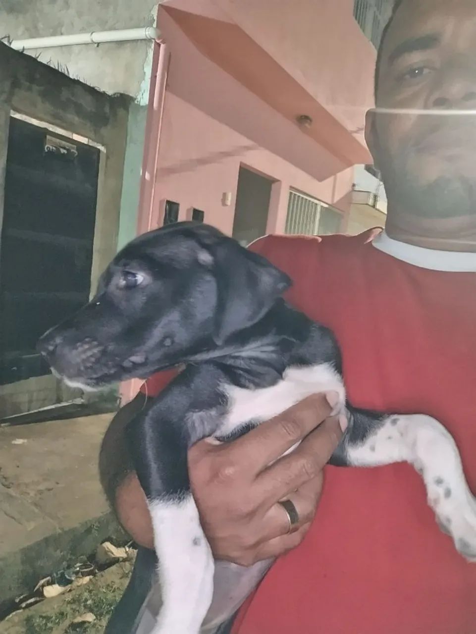 Cachorro  - Foto 3