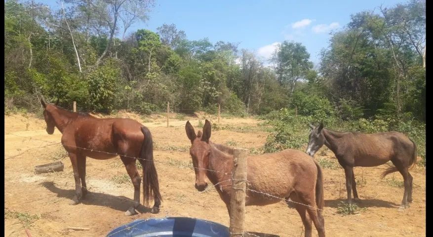 EGUA, POTRA E BURRO 