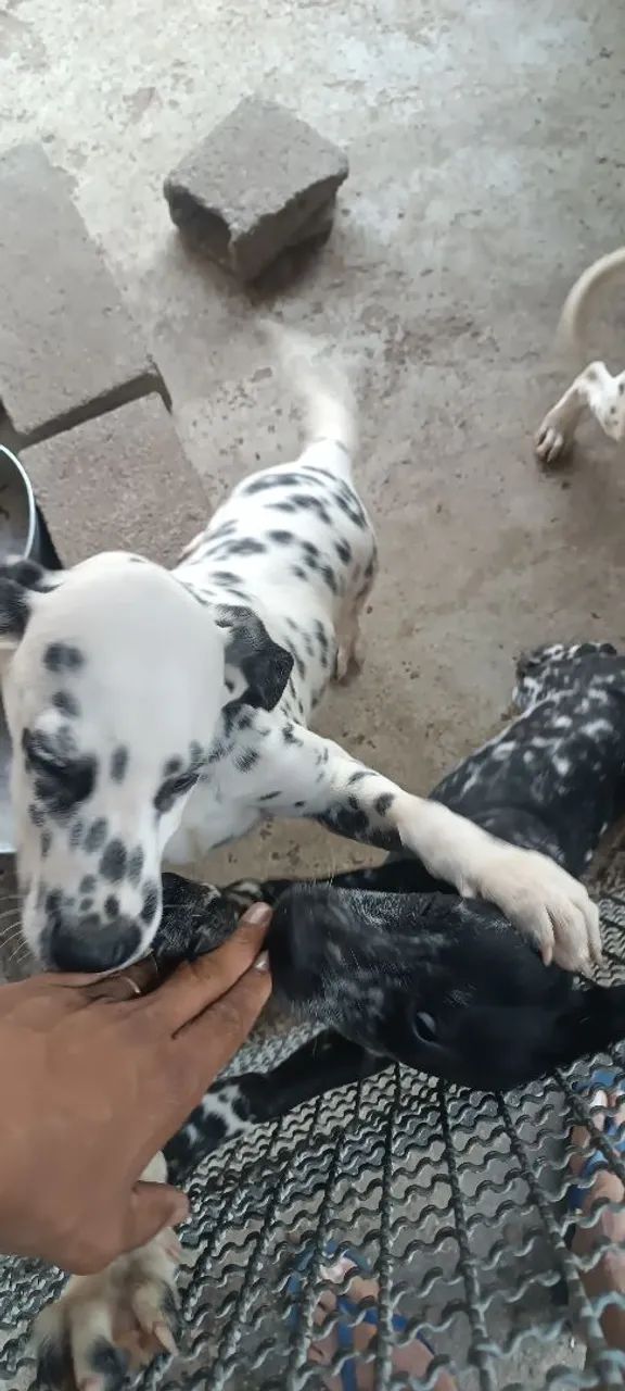 Filhotes de Dalmata