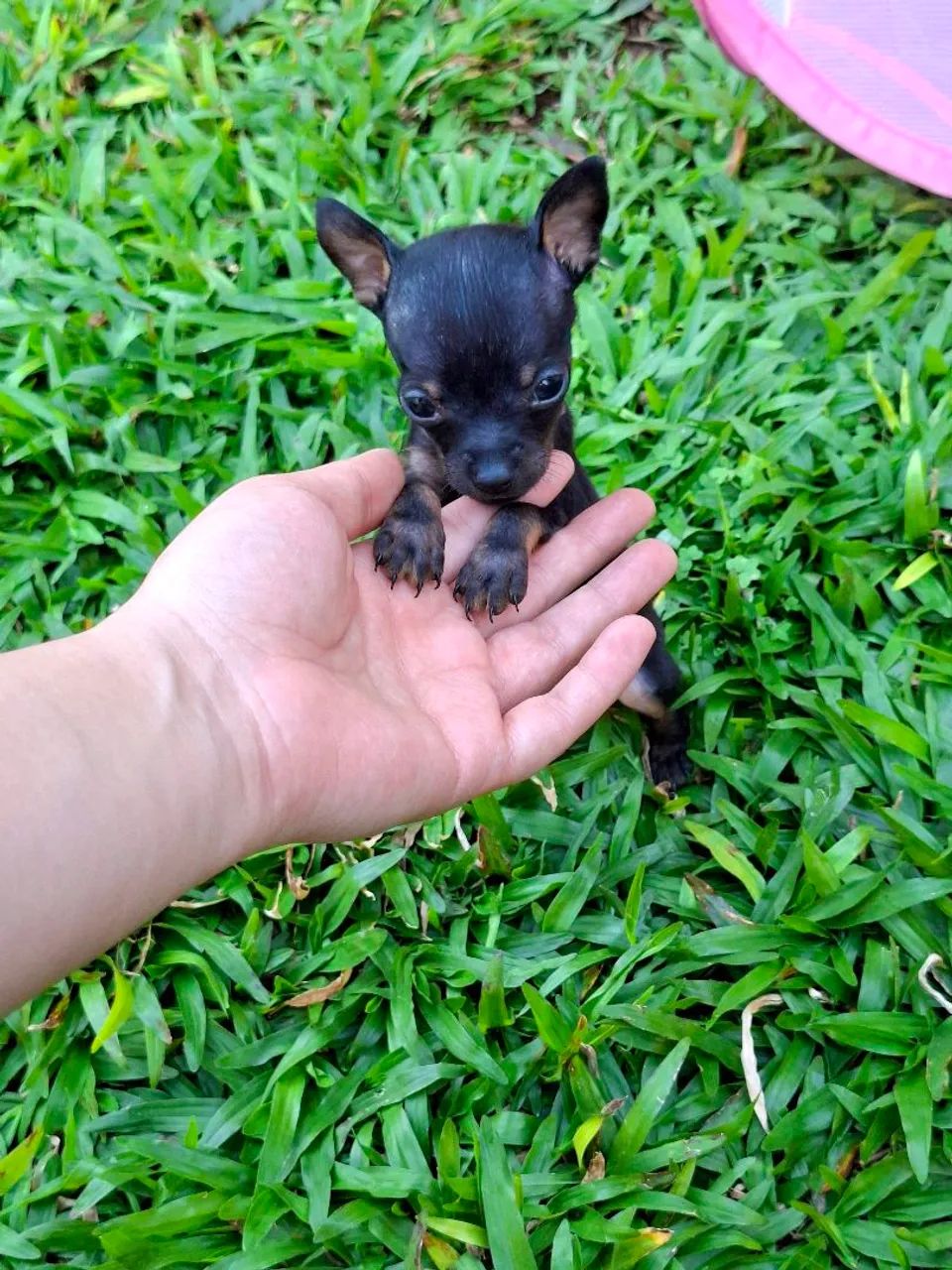 PINSCHER ZERO - Foto 3