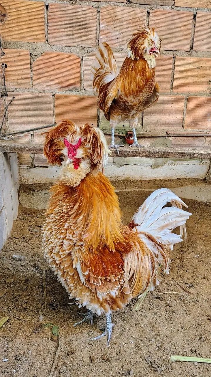 Galinhas Ornamentais (Sedosa e Polonesa) - Lindas e Saudáveis ? - Foto 4