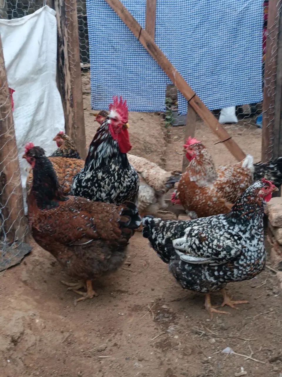 Frangas e galinhas GSB 