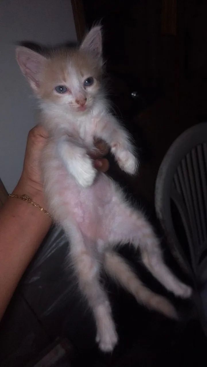 Gata