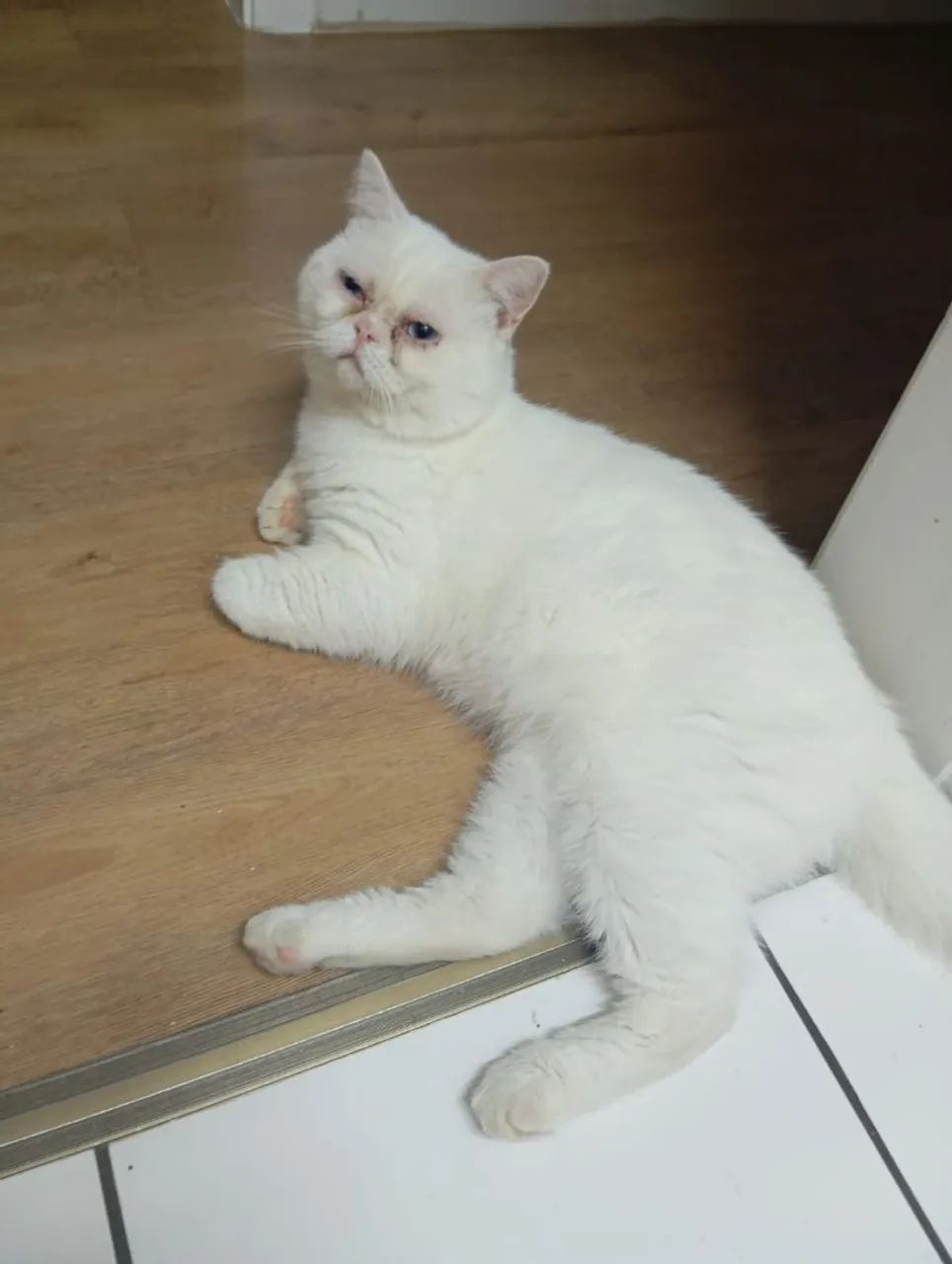 Persa Macho - Só Mil Reais - Foto 5