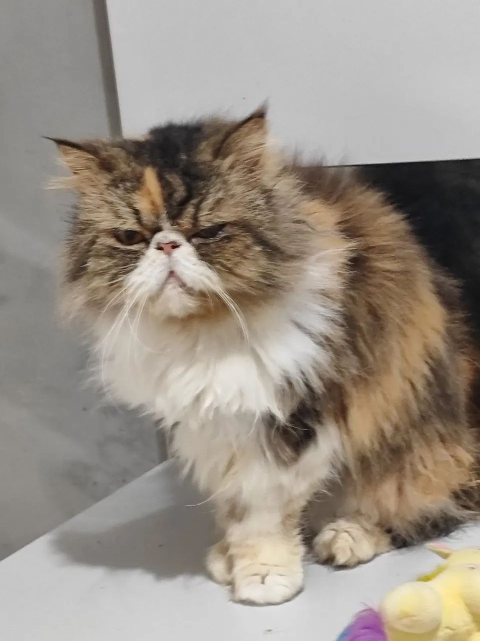 Gata persa 