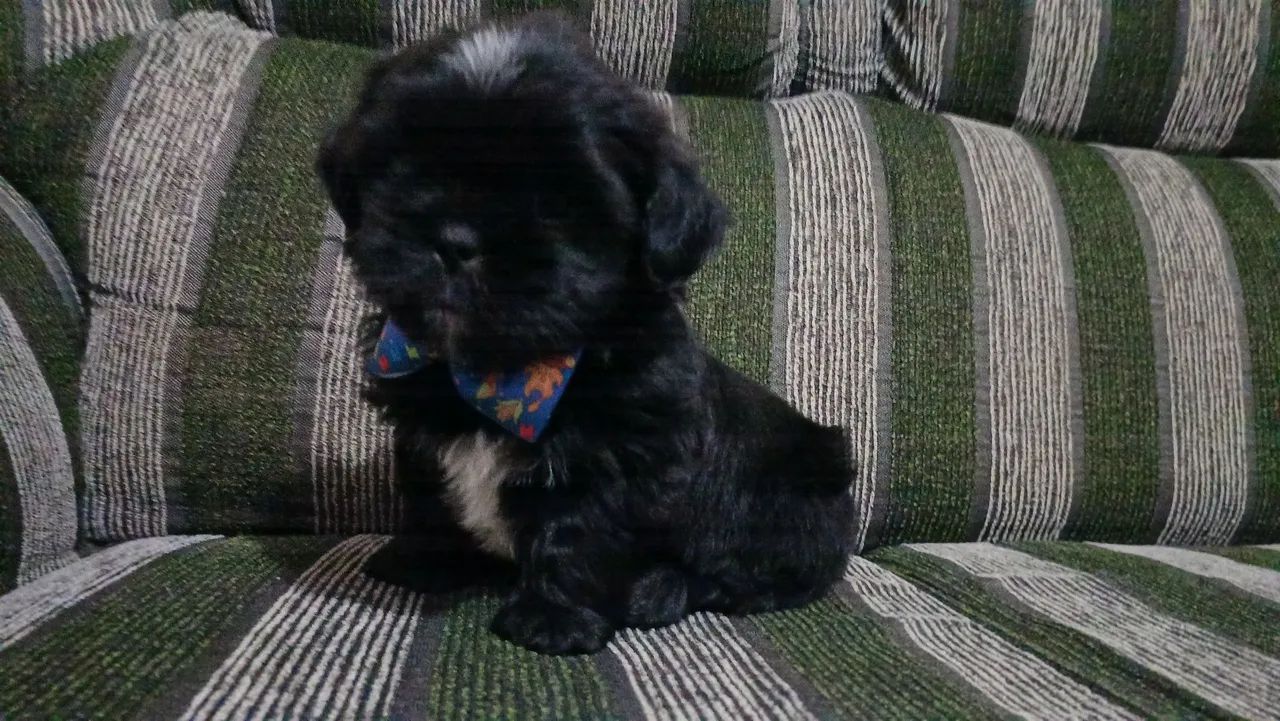 Shitzu macho preto