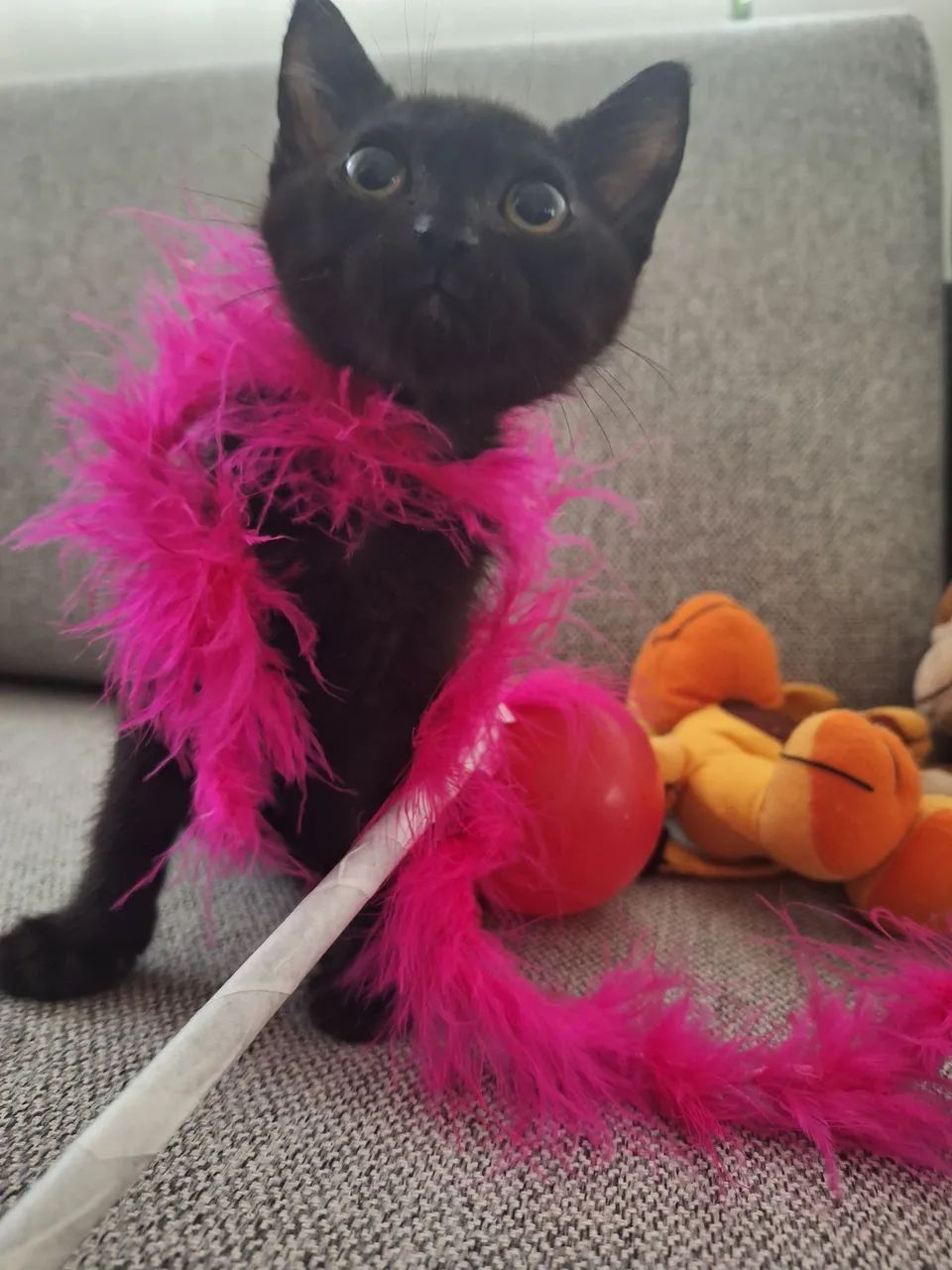 Doa se lindas gatinhas , 2 meses, vacinadas, testadas  fiv/ felv , vermifugadas -Mooca SP