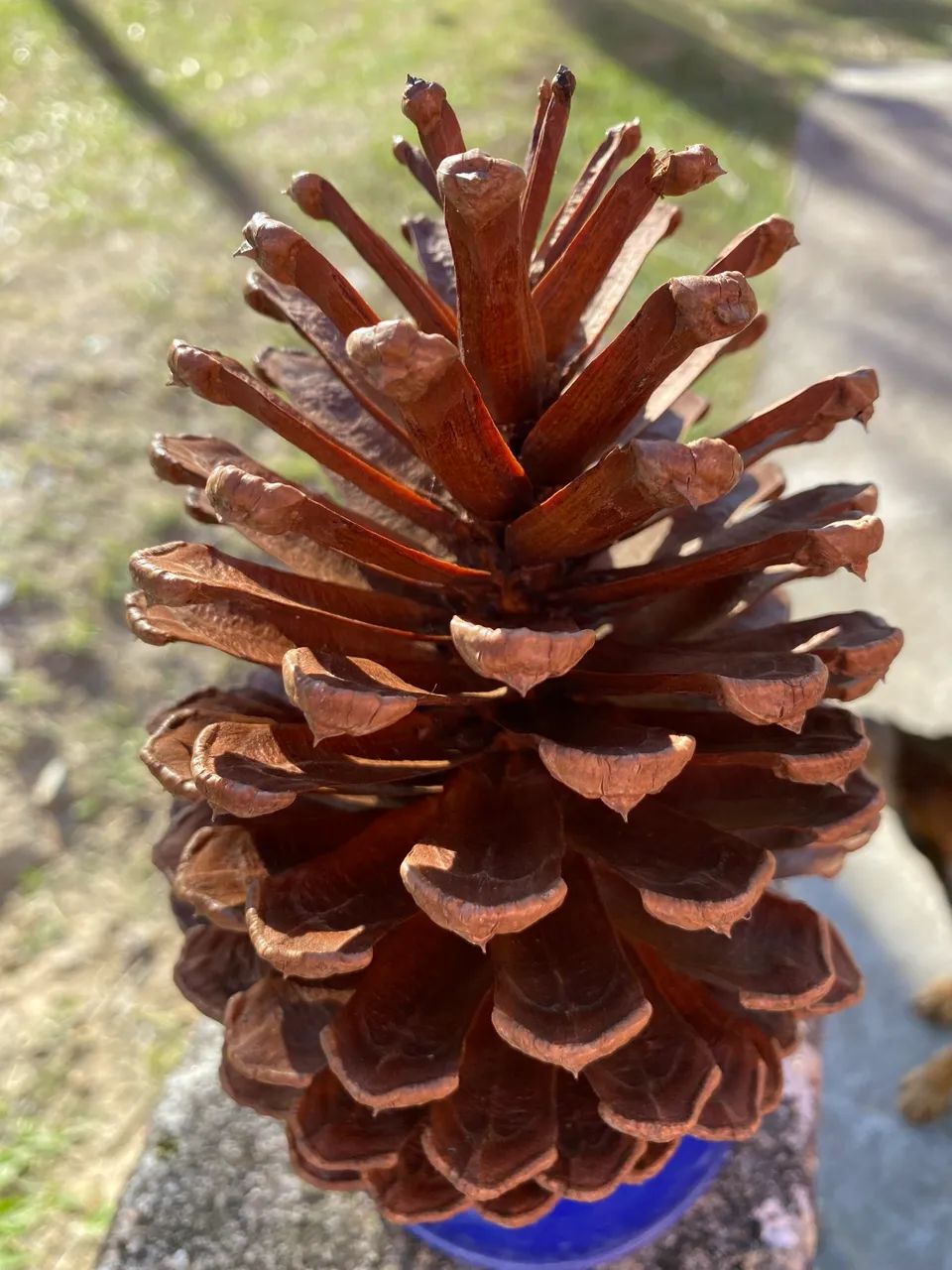 Pinhas natural 