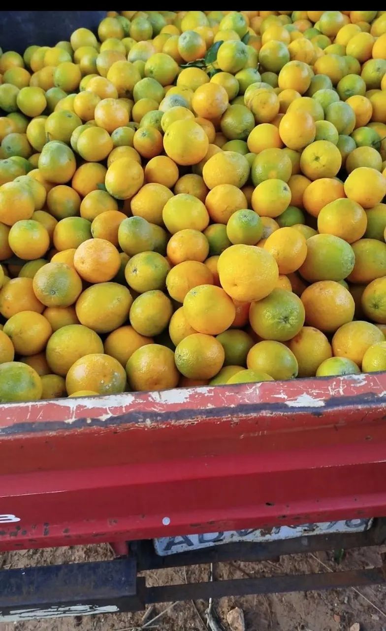 Laranja direto da roça - Foto 4