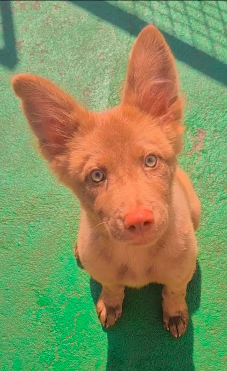Cachorro  - Foto 2
