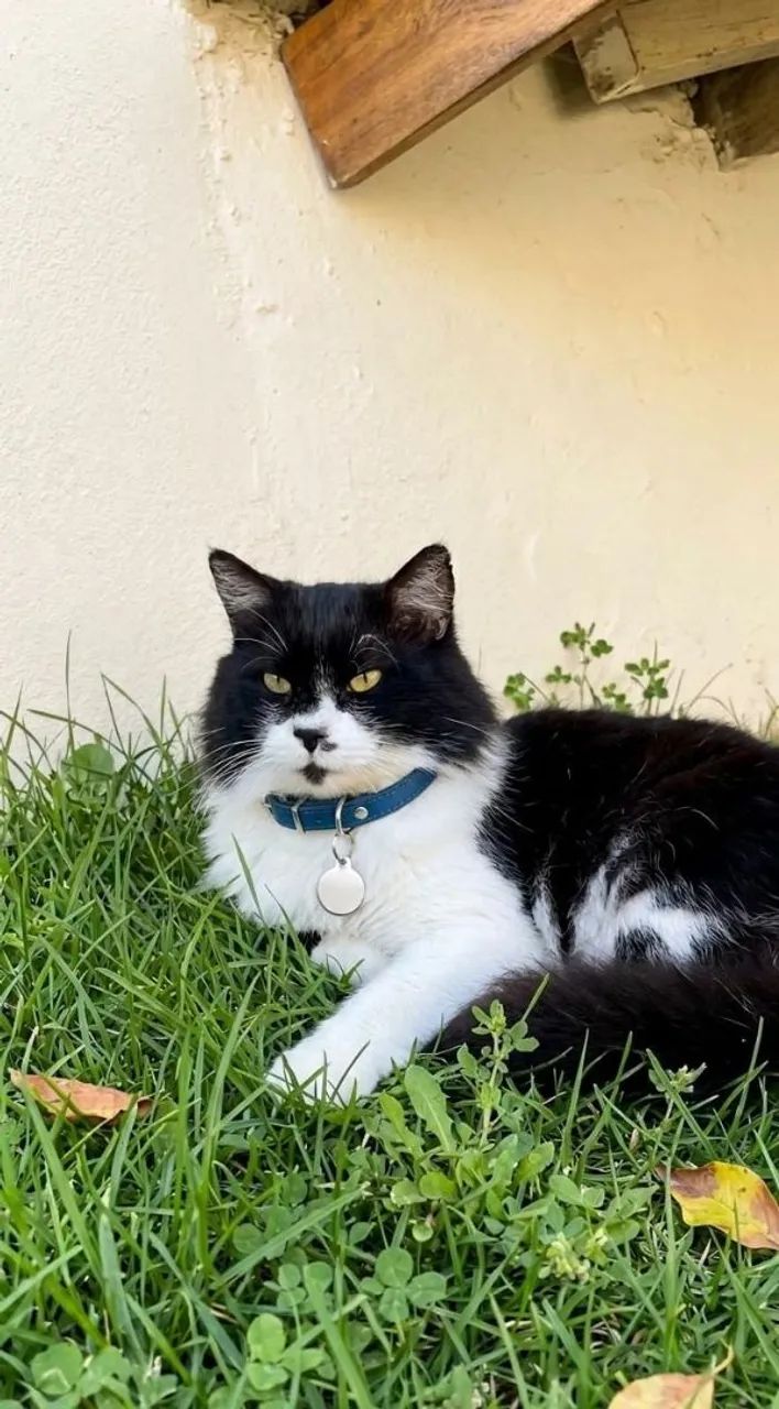 Gato doação 