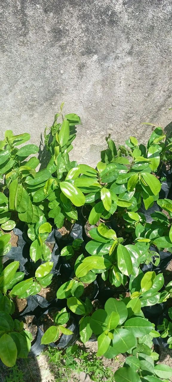 Não entrego  - Foto 3