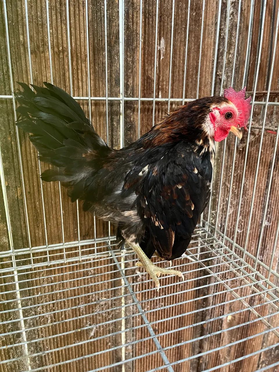Galinha serama/galinha pet