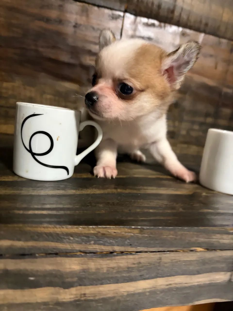 Chihuahua  - Foto 3