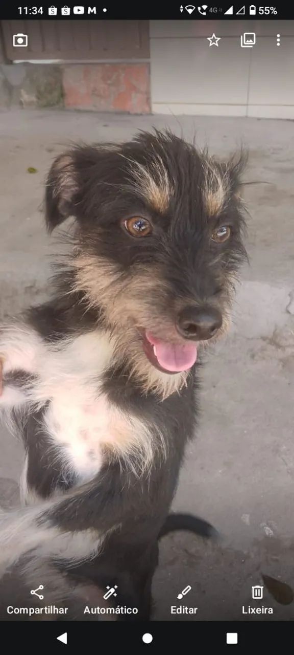 Adoção  - Foto 2
