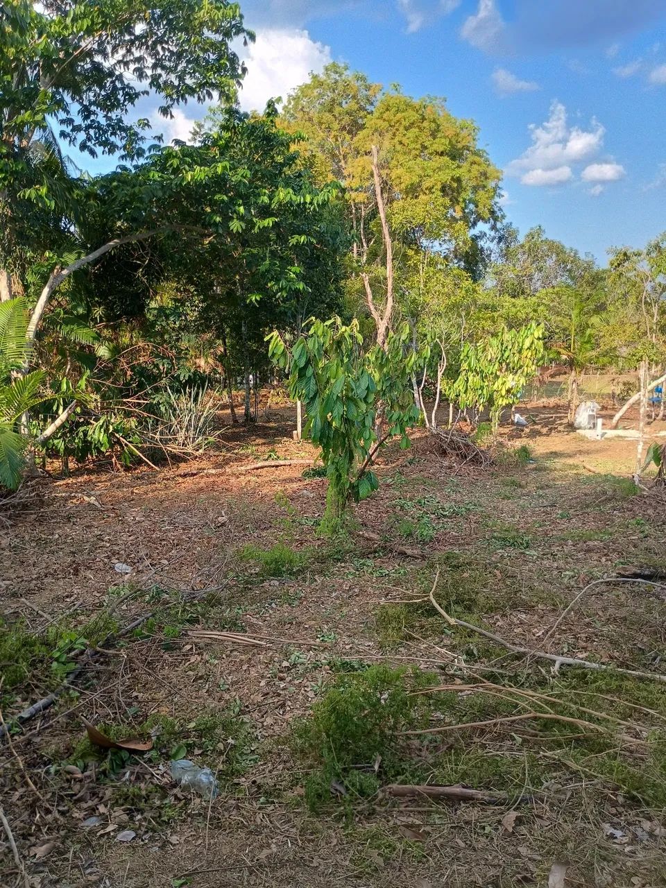 Terreno Comunidade do Livramento  - Foto 3
