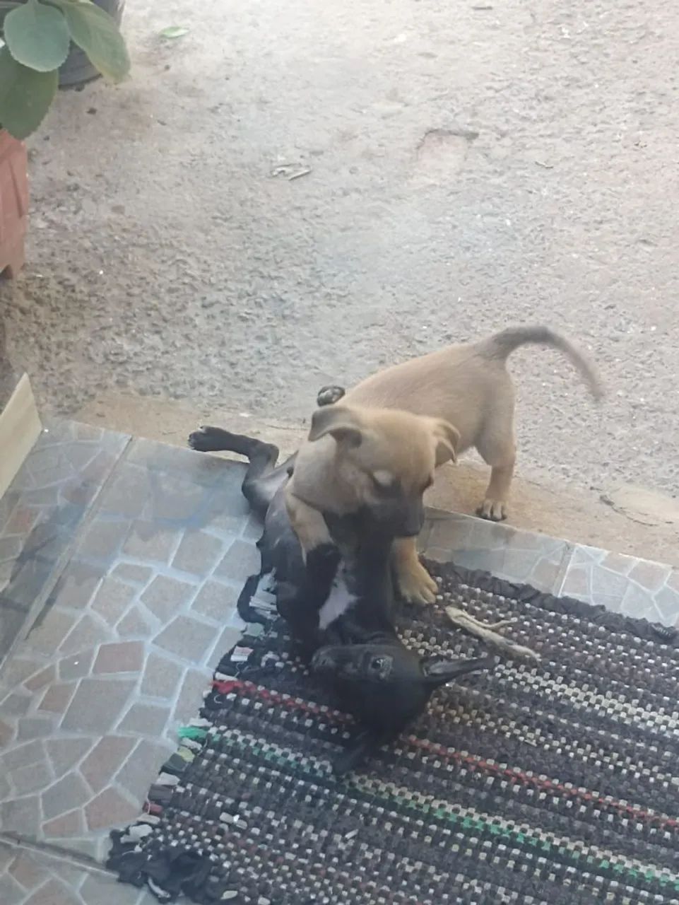 Cachorrinhos 2 meses - Foto 5