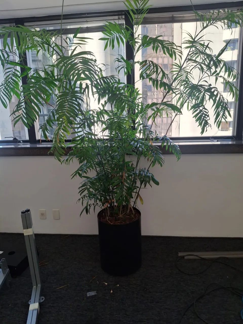 Vasos de ótima qualidade com plantas - Foto 3
