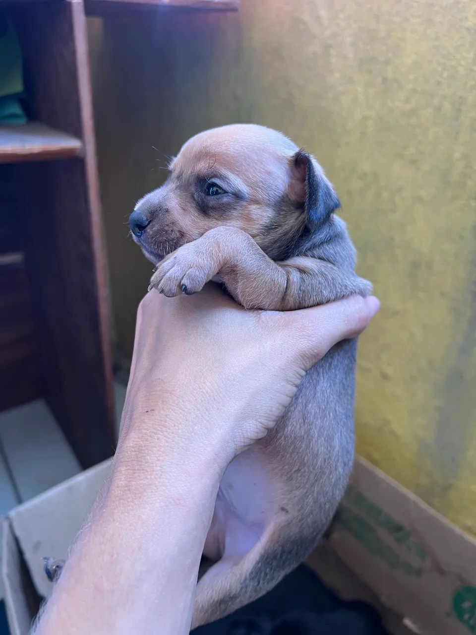 Pincher 0 com 1  - Foto 5