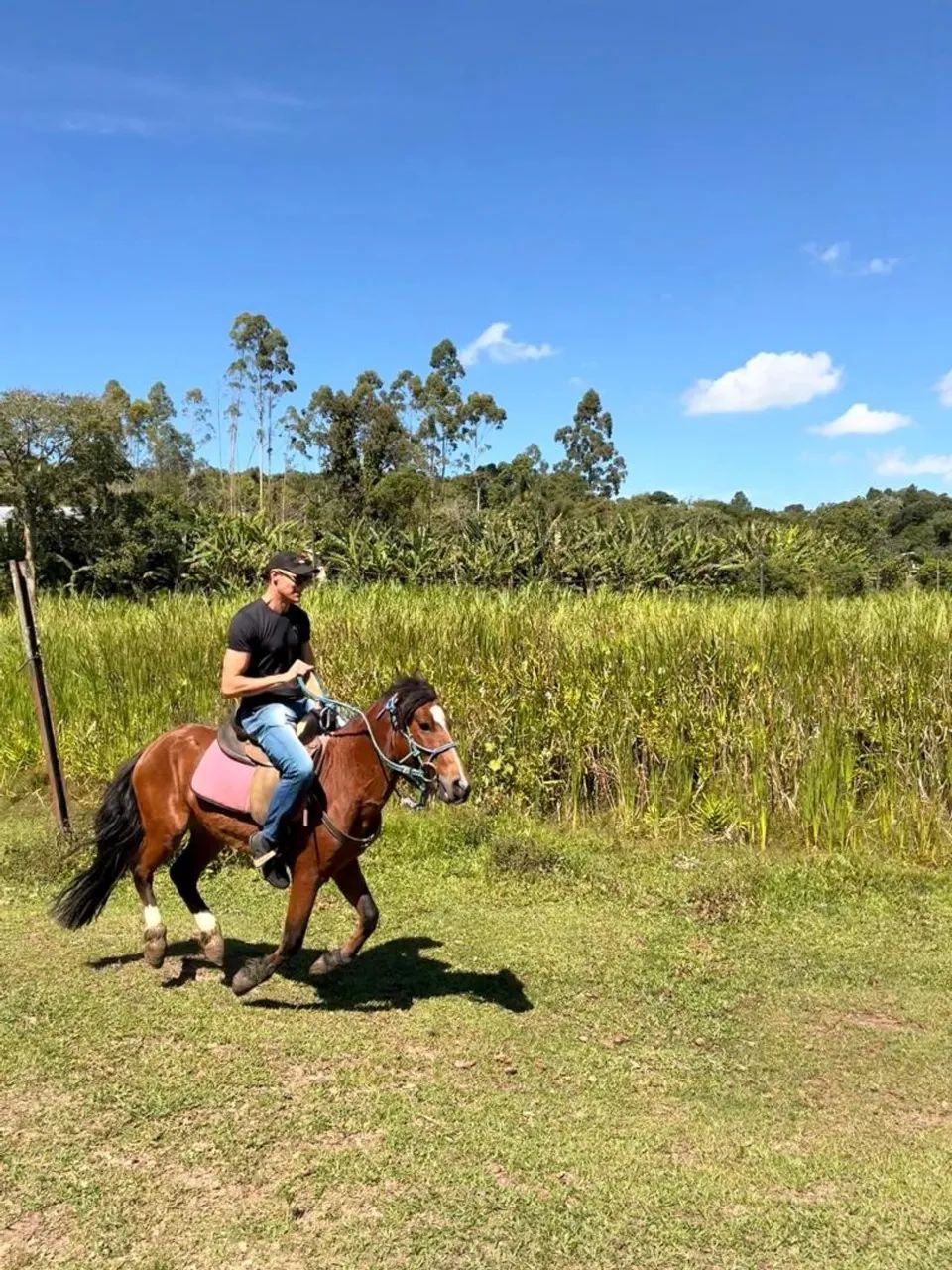 Cavalo Mangalarga Marchador Mineiro com Crioulo  - Foto 5