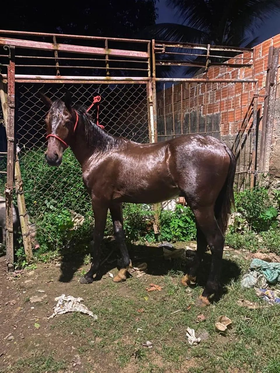 Potro mangalarga com QM