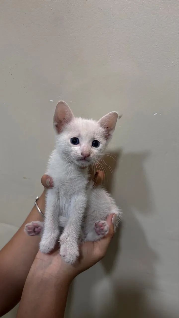 Doação de gato filhote, 2 meses, vermifugado - Castração Garantida - Foto 2