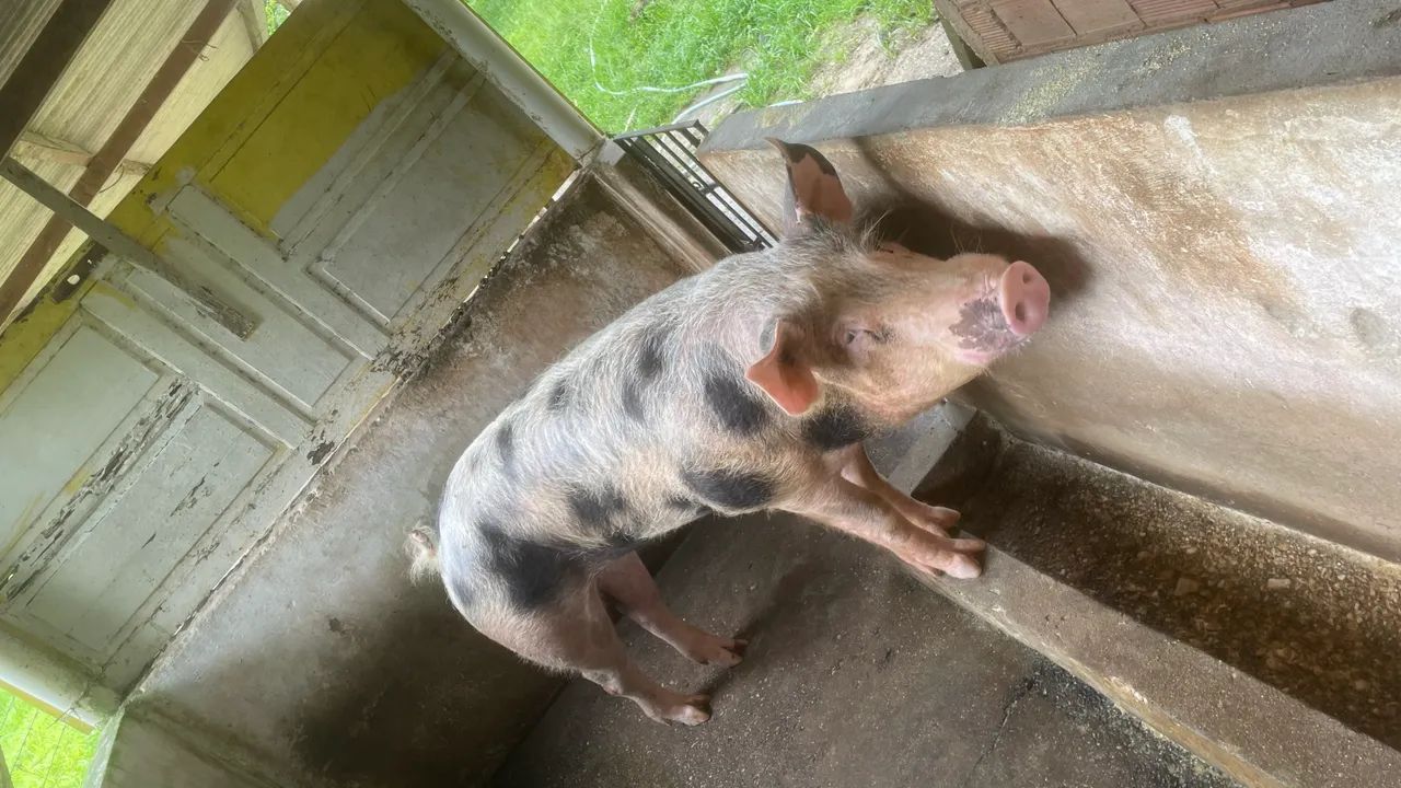 Duas porcas e um reprodutor  - Foto 3
