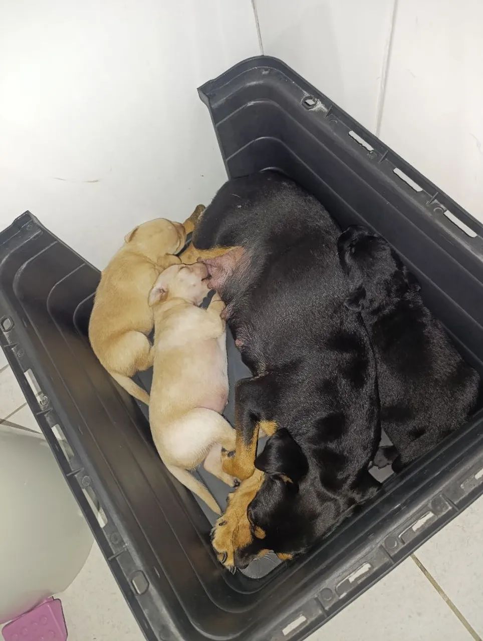 Vendo pinscher 250,00 - Foto 3