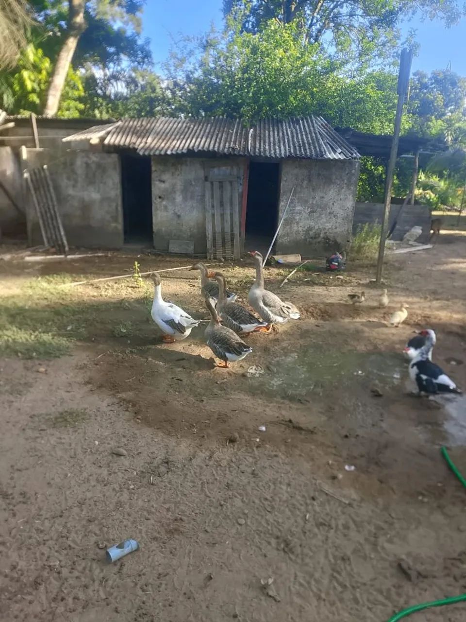 Vende-se Gansos 